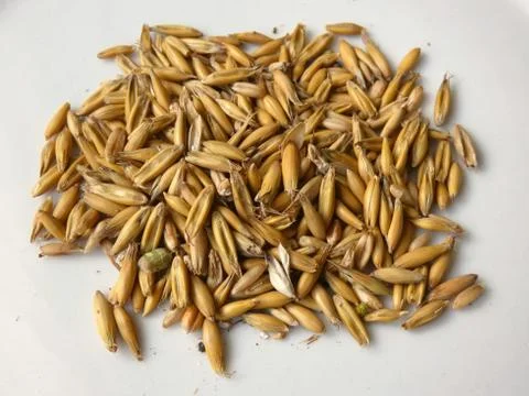 Oat Grain Stock Photos