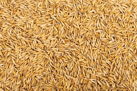 Oat grains Stock Photos