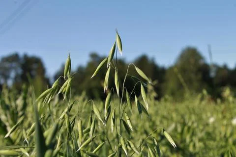 Oat grains. Foto stock