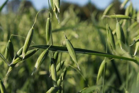 Oat grains. Foto stock