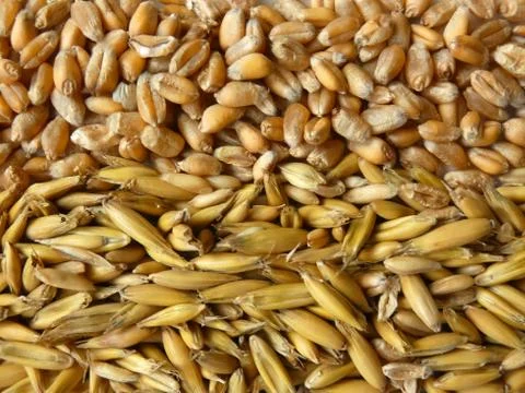 Oat Grains Stock Photos
