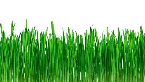 Oat grass growing time-lapse. 4k footage with alpha channel Stock Footage 69873732