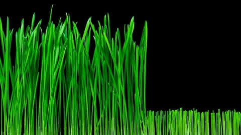 Oat growing and cutting time-lapse. 4k footage with alpha channel Stock Footage 69842947