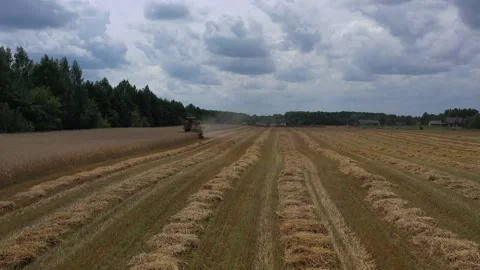 Oat harvest Stock Footage 250772378