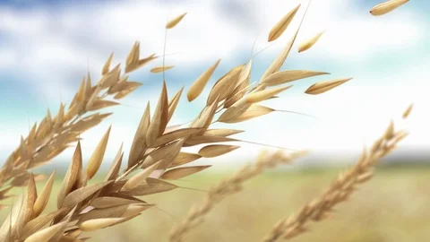 OAT , malt , fly , Grains , matte , footage composite Stock Footage 110700697