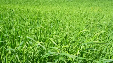Oat in the middle of summer Stock Footage 321487973