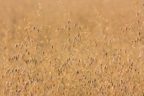 Oat Stock Photos