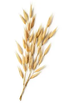 Oat plant Stock Photos