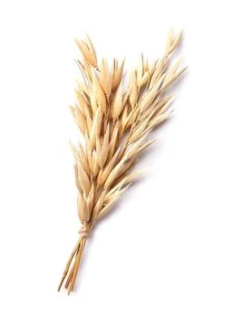 Oat plant Stock Photos