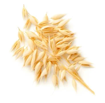 Oat Plants Bunch Isolated On White Background Stock Photos