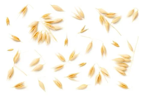Oat Plants Isolated On White Background Stock Photos