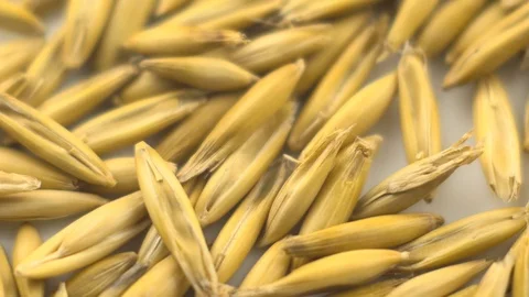 Oat seeds closeup shot.  Stockbeeldmateriaal 69966020