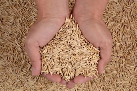 Oat seeds in hands Stock Photos