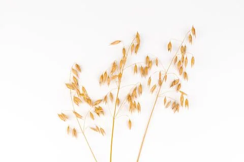 Oat spike or ears isolated on white background close-up Stock Photos