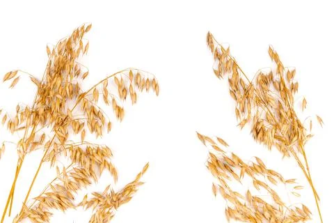 Oat spike or ears isolated on white background close-up Stock Photos