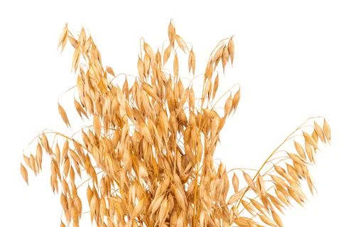 Oat spike or ears isolated on white background close-up Stock Photos
