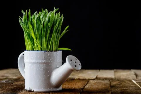 Oat sprouts in pot with watering can Stock Photos