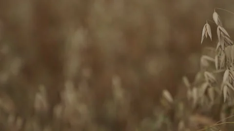 Oat stalks with clear focus and nicely blurred bokeh background Stock Footage 340321133