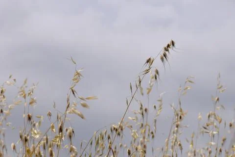 Oat straw plants Stock-Fotos