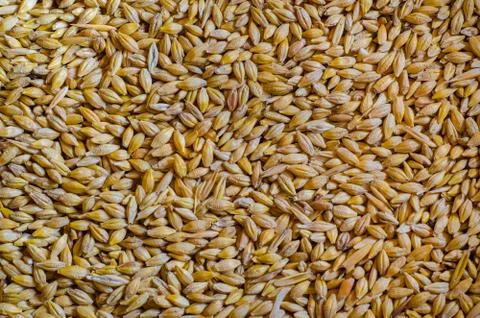 Oat texture Stock Photos