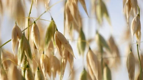 Oats in afternoon sun, close up Stock Footage 77337162