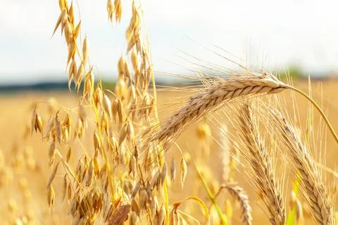 Oats and barley ears, golden crops in the sun, sunlight outdoors crop field Stock Photos