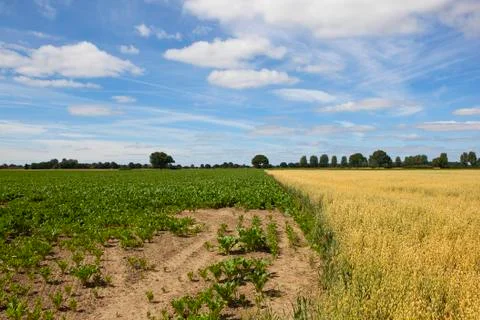 Oats and sugar beet Stock Photos