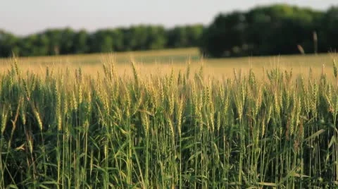 Oats Backdrop Stock Footage 21282148