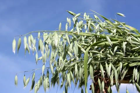 Oats on the background of sky Stock Photos