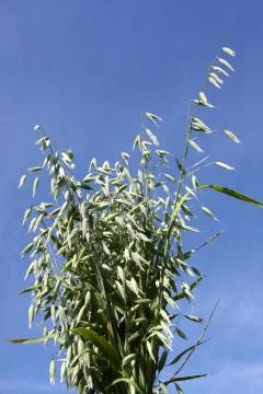 Oats on the background of sky Stock Photos
