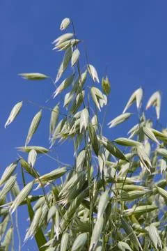 Oats on the background of sky Stock Photos