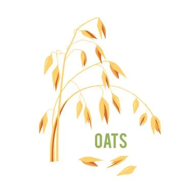 Oats cereals grain. Stock Illustration