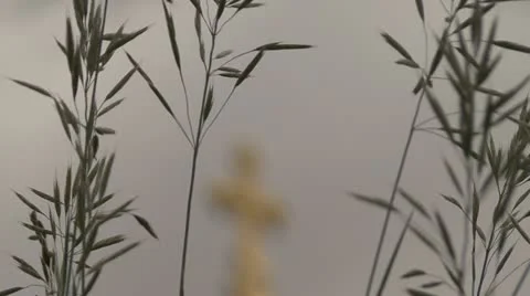 Oats Cross Stock Footage 12049427