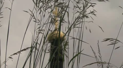 Oats Cross 動画素材 12049446