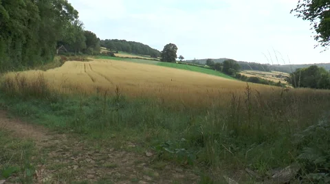 Oats in field 1 Video stock 40686132