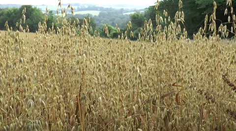 Oats in field 2 Video stock 40687164