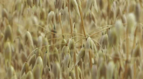 Oats in field 3 Stock Footage 40685994