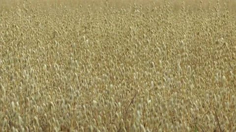 Oats in field 5 Stock Footage 40687201