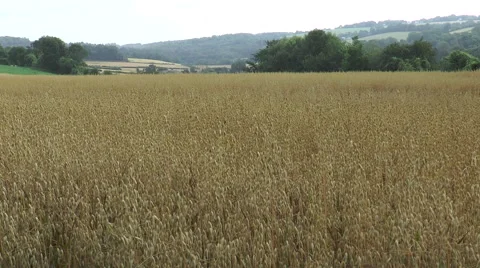 Oats in field 6 Stock Footage 40686794