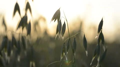 Oats field close up at sunset. Stock Footage 135370189