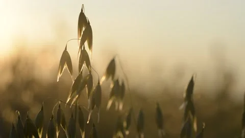 Oats field close up at sunset. Stock Footage 135959132