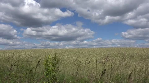 Oats field with cloudy sky Video stock 40169835