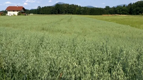 Oats on a field Stock Footage 95164117
