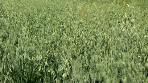 Oats on a field Stock Footage 95164129