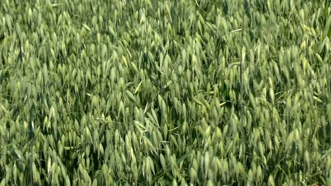 Oats on a field Stock Footage 95164192