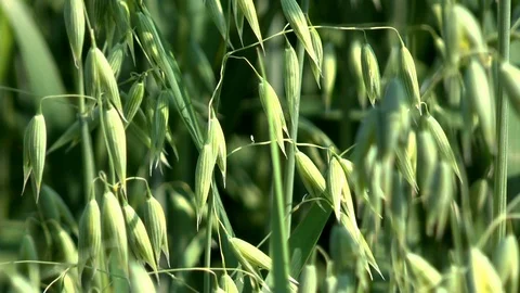 Oats on a field Stock Footage 95164194