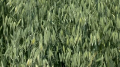 Oats on a field Video stock 95164241