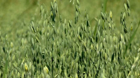 Oats on a field Stock Footage 95164931