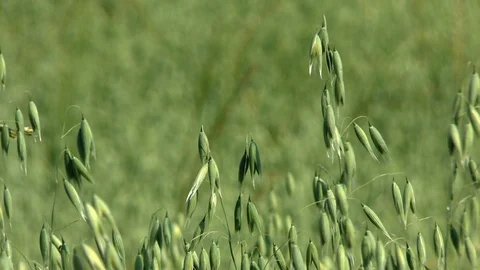 Oats on a field Stock Footage 95165132