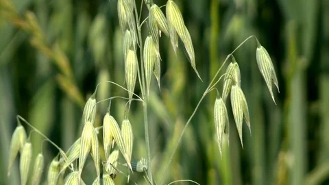 Oats on a field Stock Footage 95165229